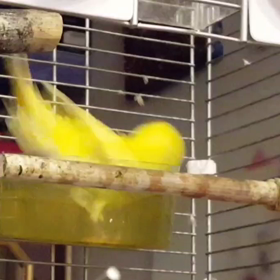 プーさん、泳ぐ！？の画像