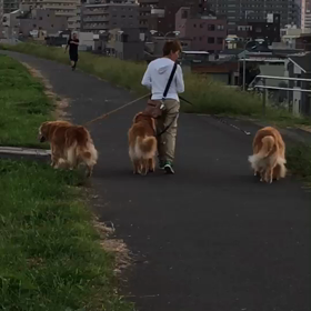 昨日の夕散歩、動画編の画像