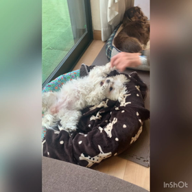 パパとワンズの時間の画像