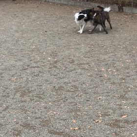 PM チビクロハウスの画像