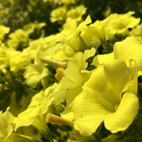 黄色い花☆の画像