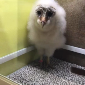 メンフクロウの雛ちゃんの画像