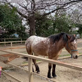 少しでも癒しになれば(^_−)−☆の画像