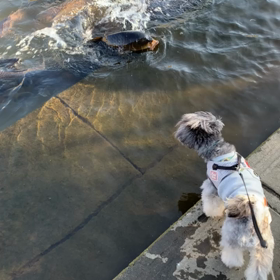 むぎとコイの画像