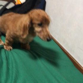 レオ頑張れー！の画像