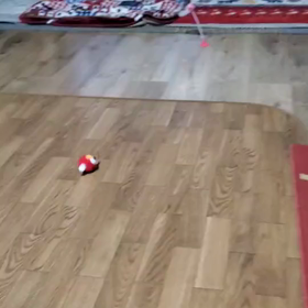 今日の猫の画像