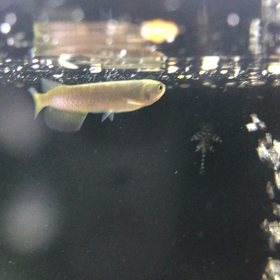 スポッテッドバラムンディの画像