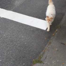 私についてくる猫ちゃんの画像