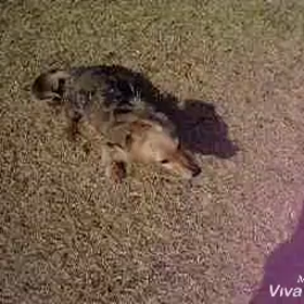 ゴロゴロからの連続おすわりふせの画像