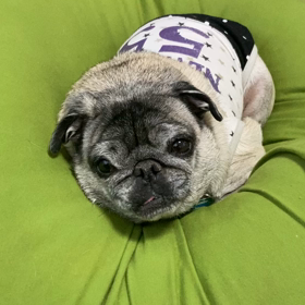 モコちん通信7️⃣の画像