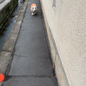 桜…走った❗️の画像