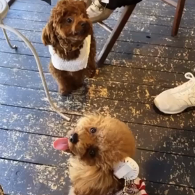 宇野樹君インスタストーリーより　一部始終を公開の画像