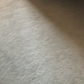 怖いにゃ　怖いにゃ…の画像