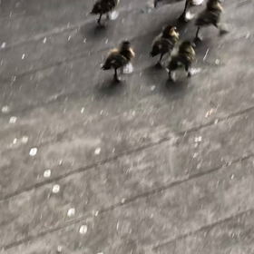 カモさんの画像