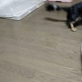 今日のはなちゃん1350、モモちゃん1302の画像