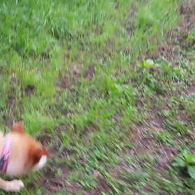 コジロー&にゃんこの画像