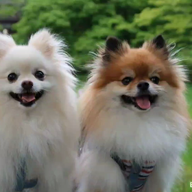 お待ちかねの昭和記念公園の画像