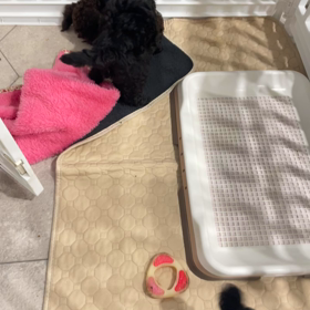 健康優良児たちの画像