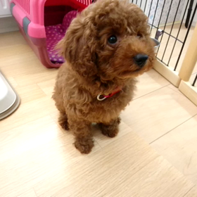 こまベビー生後70日の画像