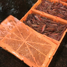 車海老祭り！の画像