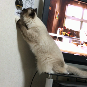 猫パンチの画像