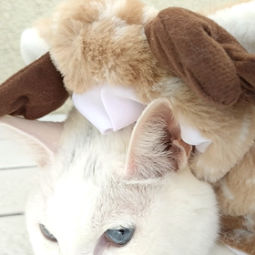 点滴日【嘔吐】の画像