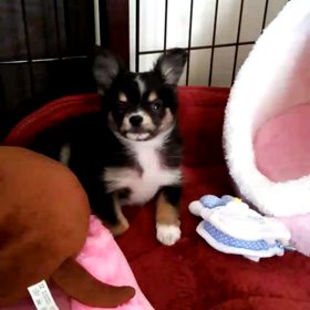 ねむねむ…(+.+)(-.-)(__)..zzZZの画像