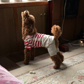 5時30分の野生の画像