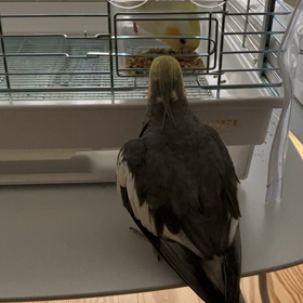 新しい子をお迎えの画像