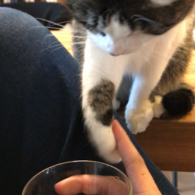 今日のネコの画像