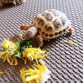 たんぽぽと亀の画像