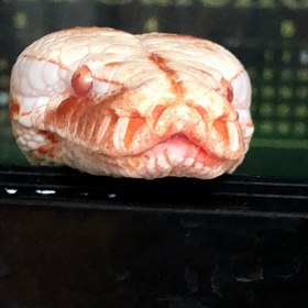 アルビノブラッドパイソンの画像