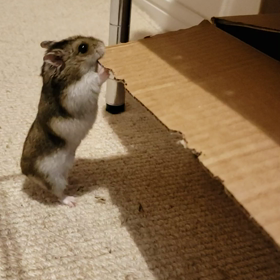 ハム子のかわいい段ボールガジガジ動画２の画像