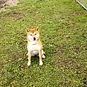 ニコ、帰宅拒否。の画像