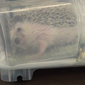 年末の大掃除 窓拭き担当ハリネズミの画像