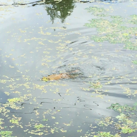 カエル嫌いな人は見ないでね！の画像