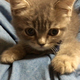 スマホ気になるねの画像