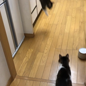 山歩き始動。デールにゃん！やったじゃん…子猫の教育。の画像