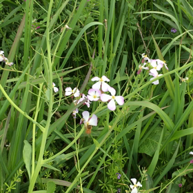 筑後川の河川敷で　ブンブンブン‼️の画像