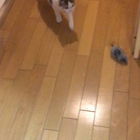 追っかけるんでチューの画像