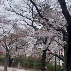 20230323飛鳥山公園さくら満開の画  像