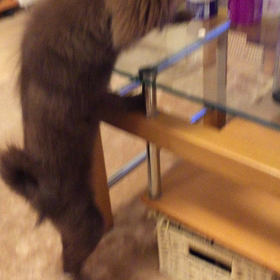 シェリボーロが欲しいのの画像