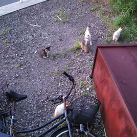 元気いっぱいの子猫達の画像