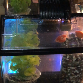 ぐー・ぱー／金魚／動画の画像