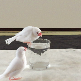 ふくちゃんの水浴びかなぁの画像