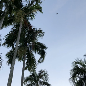 ダーウィンの朝の画像