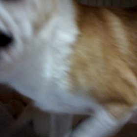 なっちゃん親子の画像