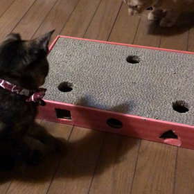 プレイタイム☆の画像