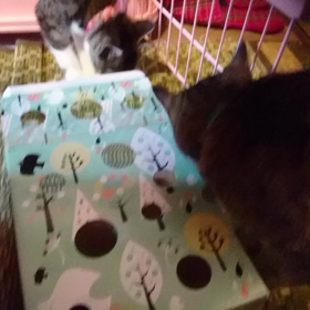 先住猫Miss Chappyと心春さんの猫じゃらしの画像