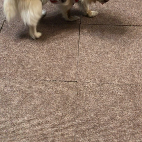 くるくる爺さんの画像